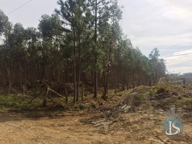 Terreno Código 13939 Venda no bairro Belvedere na cidade de Urussanga