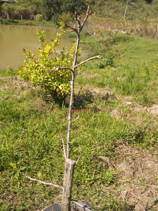 Chácara Código 5454 a Venda no bairro Rio do Meio na cidade de Itajaína Imobiliária DeltaMar5 