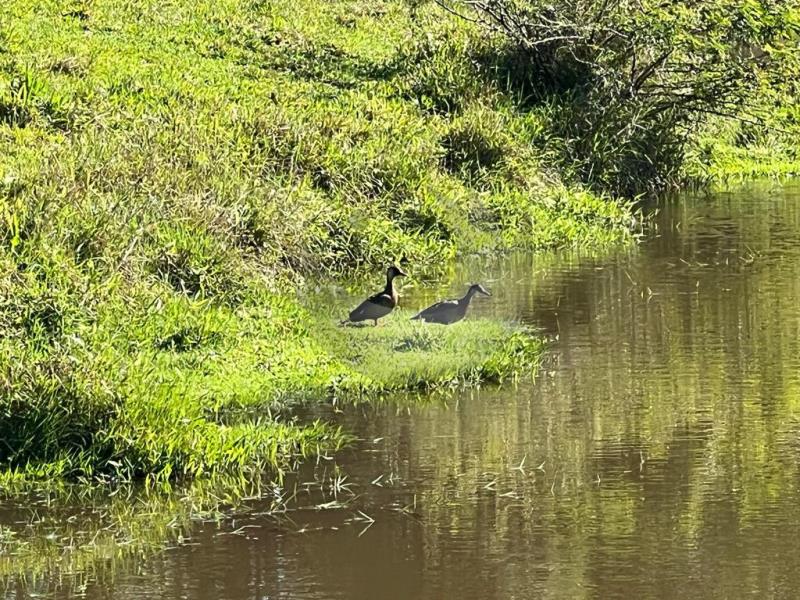 pato lago