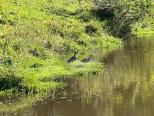 pato lago