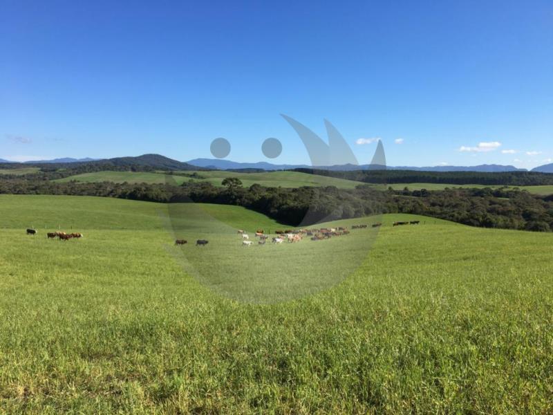 Fazenda-Sítio-Chácara, 425 hectares - Foto 3